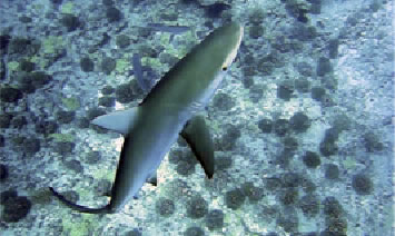 Curious Galapagos shark